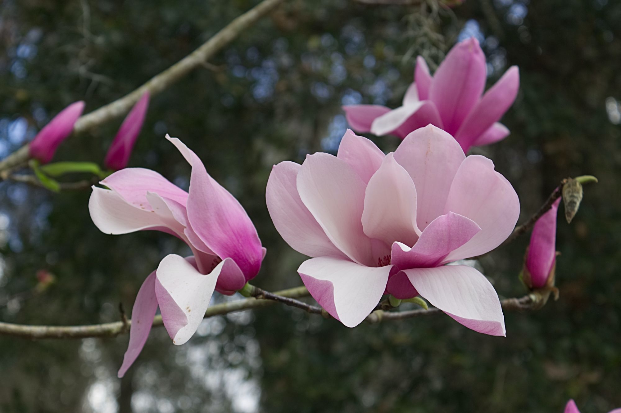 Botanischer Garten