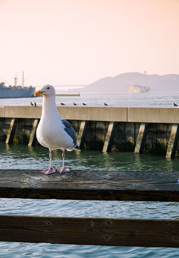 Pier 39