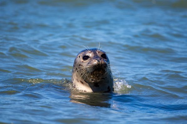 Seelöwen und Seehunde