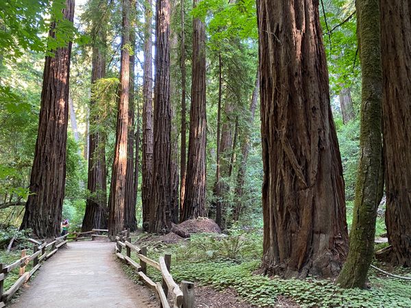 Muir Woods