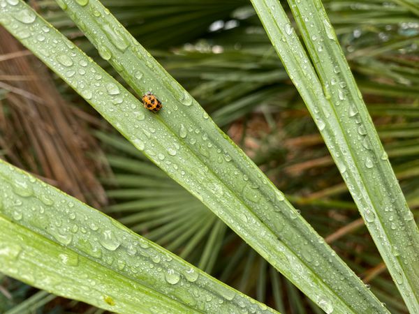 Regentag