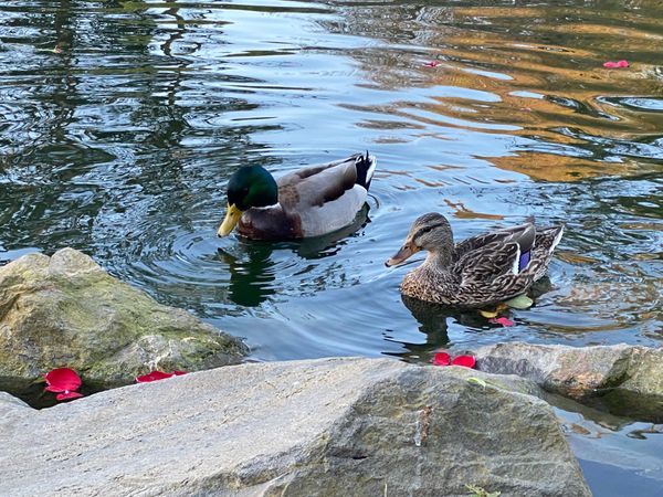 Thanksgiving im Golden Gate Park